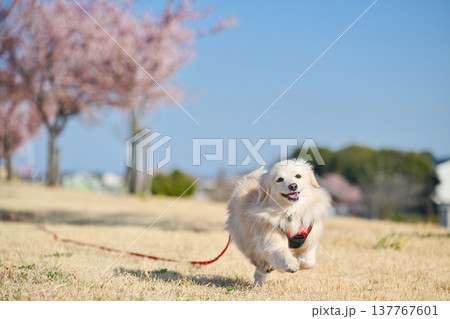 桜並木を楽しそうに走るイヌ 137767601