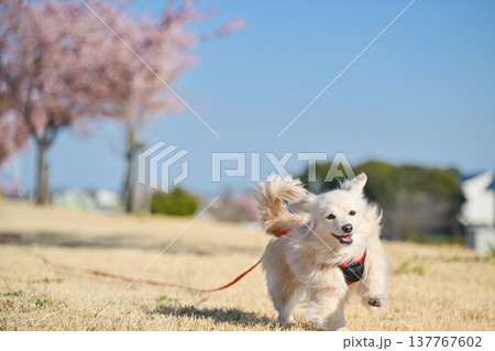 桜並木を楽しそうに走るイヌ 137767602