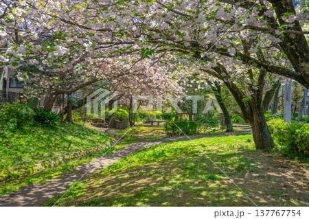 満開の桜 満開の桜 137767754