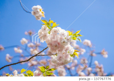 満開の桜 137767776