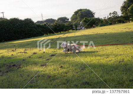 ロングリードを付けて公園で走るイヌ ロングリードを付けて公園で走るイヌ 137767861