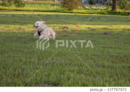 ロングリードを付けて公園で走るイヌ 137767872