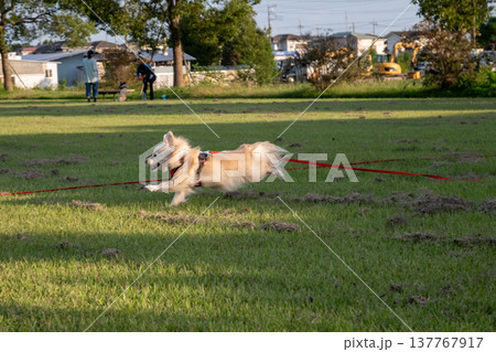 ロングリードを付けて公園で走るイヌ ロングリードを付けて公園で走るイヌ 137767917