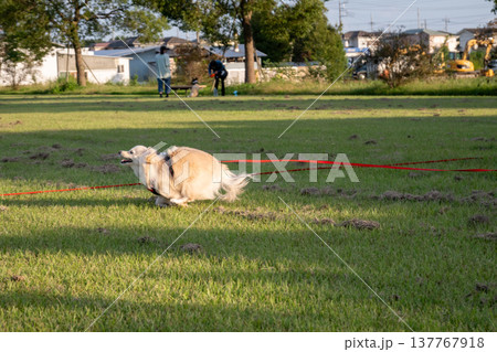 ロングリードを付けて公園で走るイヌ 137767918