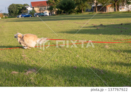 ロングリードを付けて公園で走るイヌ ロングリードを付けて公園で走るイヌ 137767922