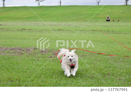ロングリードを付けて公園で走るイヌ ロングリードを付けて公園で走るイヌ 137767991