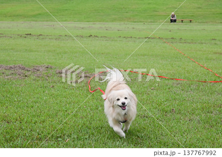 ロングリードを付けて公園で走るイヌ 137767992