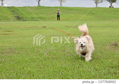 ロングリードを付けて公園で走るイヌ 137768002