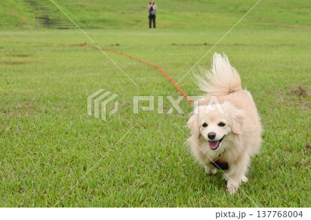 ロングリードを付けて公園で走るイヌ 137768004
