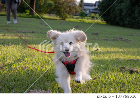 ロングリードを付けて公園で走るイヌ ロングリードを付けて公園で走るイヌ 137768010