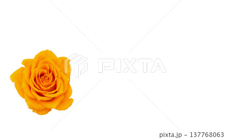 黄色い薔薇の花 マクロ撮影 背景透過素材 137768063