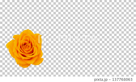 黄色い薔薇の花 マクロ撮影 背景透過素材 137768063