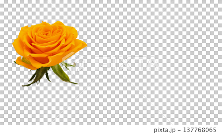 Yellow rose, macro photography, transparent background image. 137768065