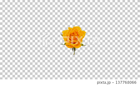 Yellow rose, macro photography, transparent background image. Yellow rose, macro photography, transparent background image. 137768066