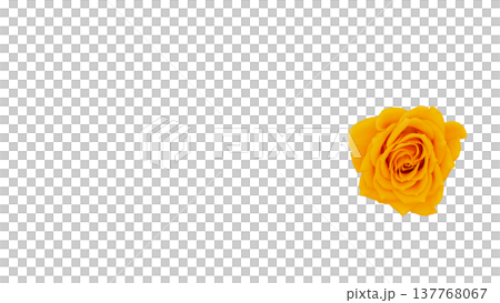 Yellow rose, macro photography, transparent background image. Yellow rose, macro photography, transparent background image. 137768067