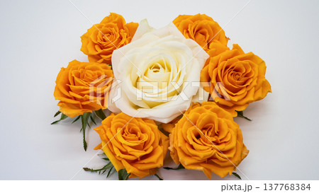 白薔薇とオレンジ薔薇 白背景 マクロ撮影 白薔薇とオレンジ薔薇 白背景 マクロ撮影 137768384