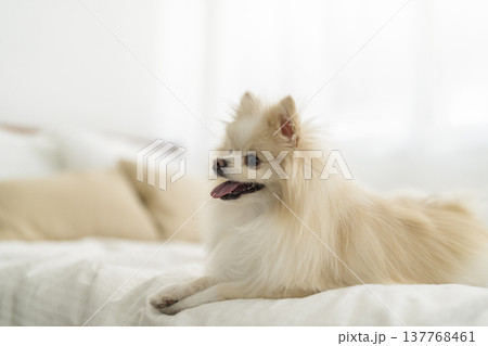 ベッドの上に座るポメラニアン　 137768461