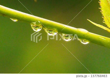 雨上がりにバラの枝についたきれいな水滴 137768463