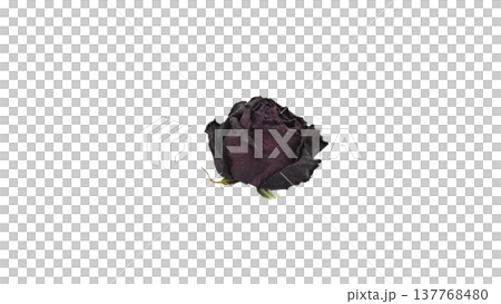 薔薇のドライフラワー マクロ撮影 背景透過 137768480