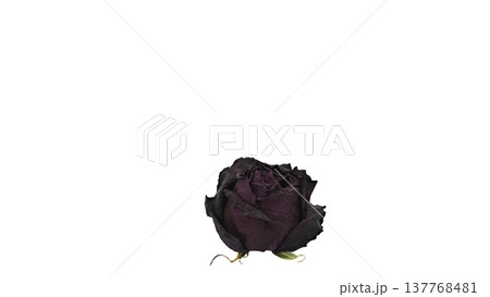 薔薇のドライフラワー マクロ撮影 背景透過 薔薇のドライフラワー マクロ撮影 背景透過 137768481