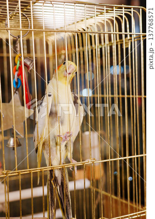 Cockatiel in a cage with toys and a nighttime backdrop Cockatiel in a cage with toys and a nighttime backdrop 137768571