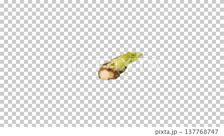 Aralia elata shoots (a type of wild vegetable), spring mountain vegetable, macro photography, transparent background. 137768747