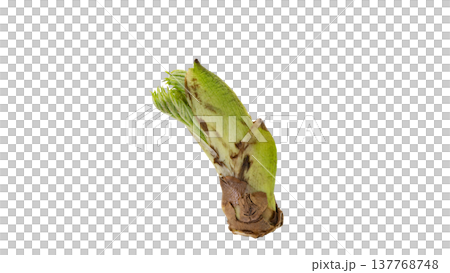 Aralia elata shoots (a type of wild vegetable), spring mountain vegetable, macro photography, transparent background. 137768748