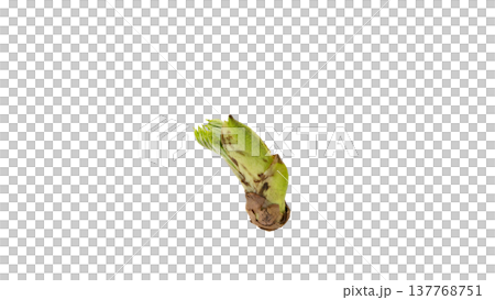 たらのめ 春の山菜 マクロ撮影 背景透過 137768751