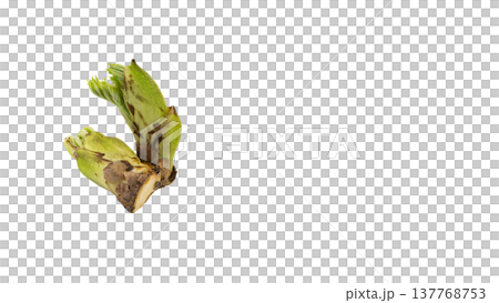 Aralia elata shoots (a type of wild vegetable), spring mountain vegetable, macro photography, transparent background. 137768753