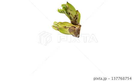 たらのめ 春の山菜 マクロ撮影 背景透過 137768754