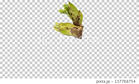 たらのめ 春の山菜 マクロ撮影 背景透過 137768754