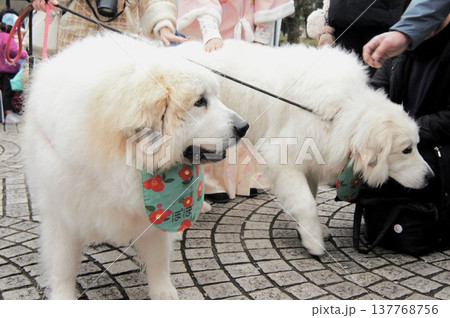 2頭仲良く散歩する犬 137768756