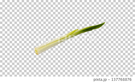 Spring wild vegetable, Urui (Japanese mountain vegetable), new shoots, macro photography, transparent background. Spring wild vegetable, Urui (Japanese mountain vegetable), new shoots, macro photography, transparent background. 137768876