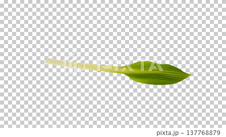 Spring wild vegetable, Urui (Japanese mountain vegetable), new shoots, macro photography, transparent background. Spring wild vegetable, Urui (Japanese mountain vegetable), new shoots, macro photography, transparent background. 137768879