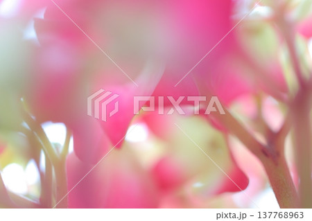 可愛い紫陽花の花びら 137768963