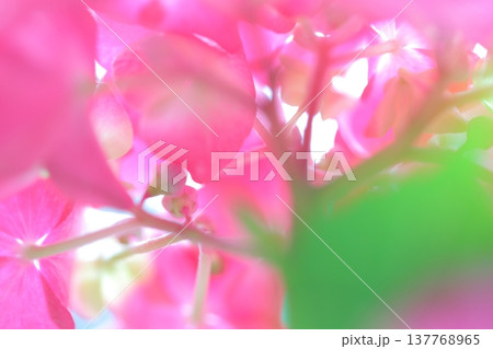 可愛い紫陽花の花びら 137768965