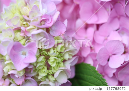 可愛い紫陽花の花びら 137768972