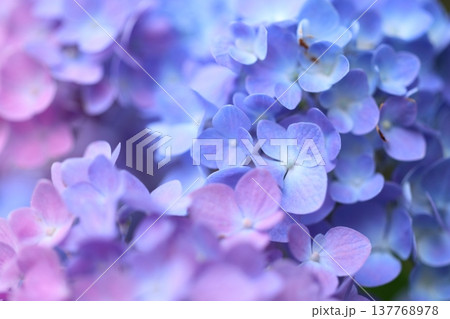 可愛い紫陽花の花びら 可愛い紫陽花の花びら 137768978