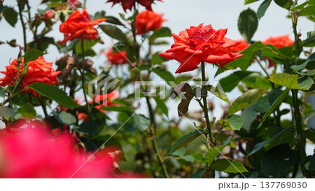 美しいバラの花 137769030
