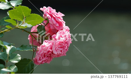美しいバラの花 美しいバラの花 137769111