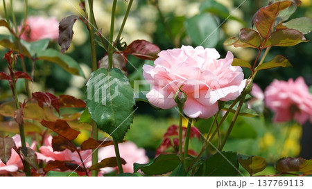 美しいバラの花 美しいバラの花 137769113