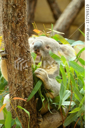 ユーカリを食べるコアラ 137769119