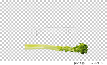 菜の花 マクロ写真 背景透過 春野菜素材 菜の花 マクロ写真 背景透過 春野菜素材 137769180