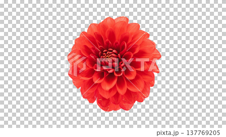 大麗花,紅色花朵,微距攝影,透明背景。 大麗花,紅色花朵,微距攝影,透明背景。 137769205