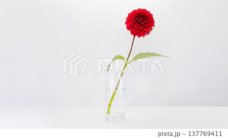 赤いダリアの花 マクロ撮影 白背景 137769411