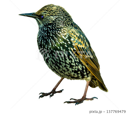 European Starling Bird Isolated on white background 137769479
