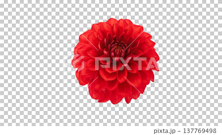 大麗花，紅色花朵，微距攝影，透明背景。 137769498