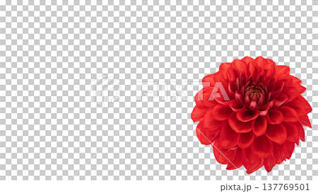 Dahlia, red flower, macro photography, transparent background Dahlia, red flower, macro photography, transparent background 137769501