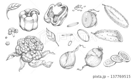Set of vegetables: onion, bell pepper, cucumbers and cauliflowers. Vector ink styled handmade illustration. For packaging design, cards, cover, prints, product labels and fabric. 137769515