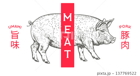 Pork, pig, hog, meat sketch, hand drawn 137769522